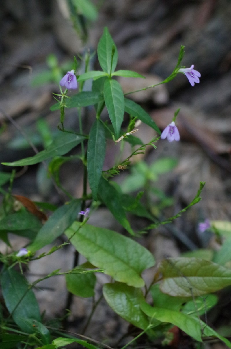 Looseflower Water-Willow photo 7