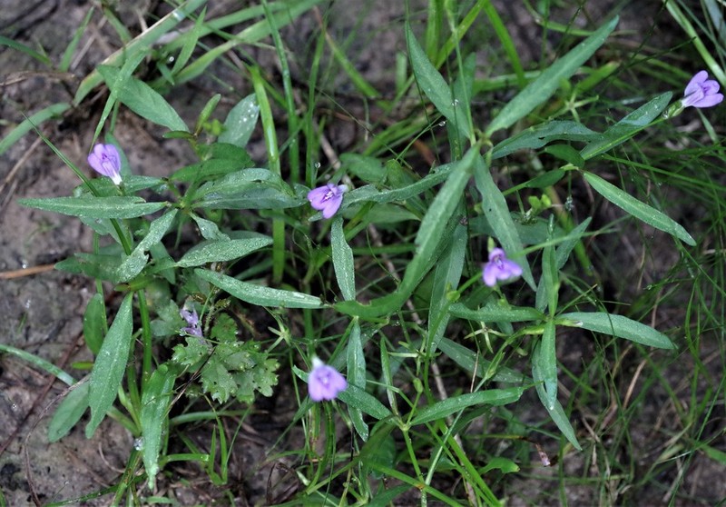 Looseflower Water-Willow photo 8