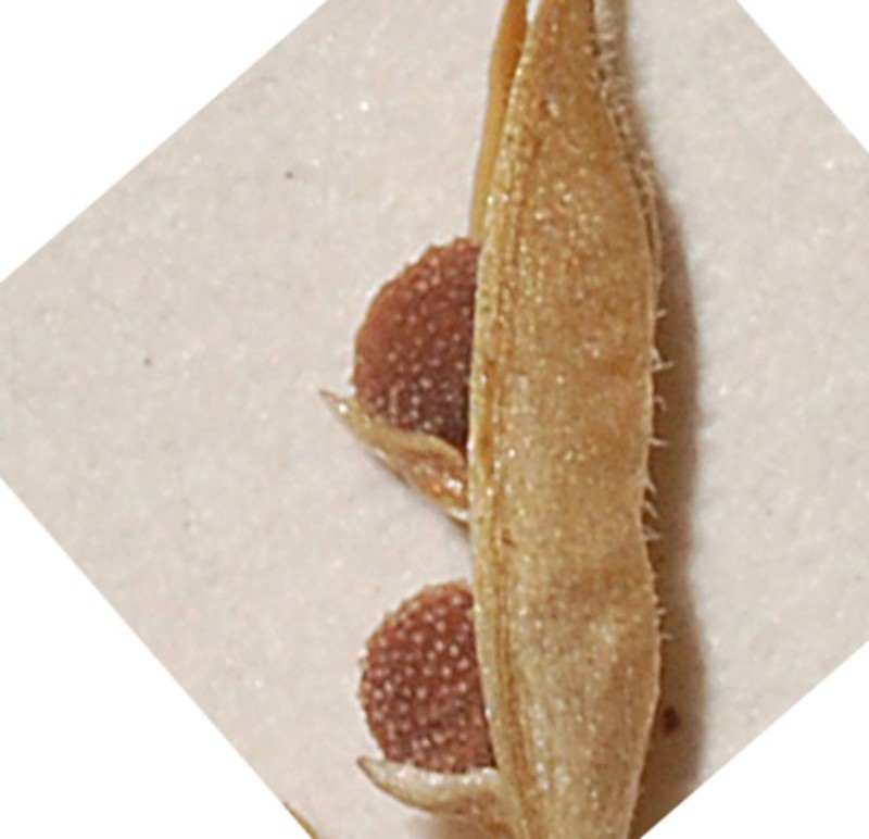 Justicia lithophila