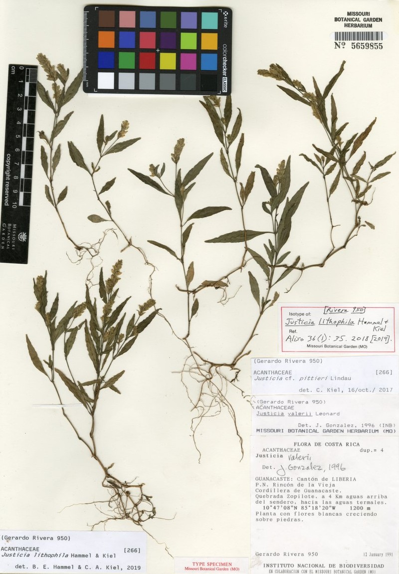 Justicia lithophila photo 4