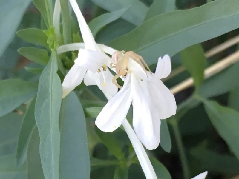 Longflower Tube Tongue