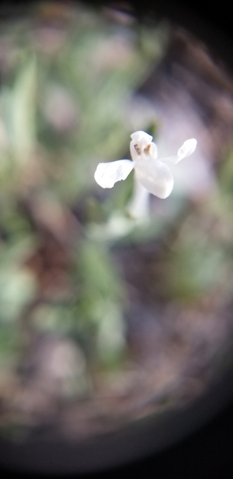 Longflower Tube Tongue photo 2