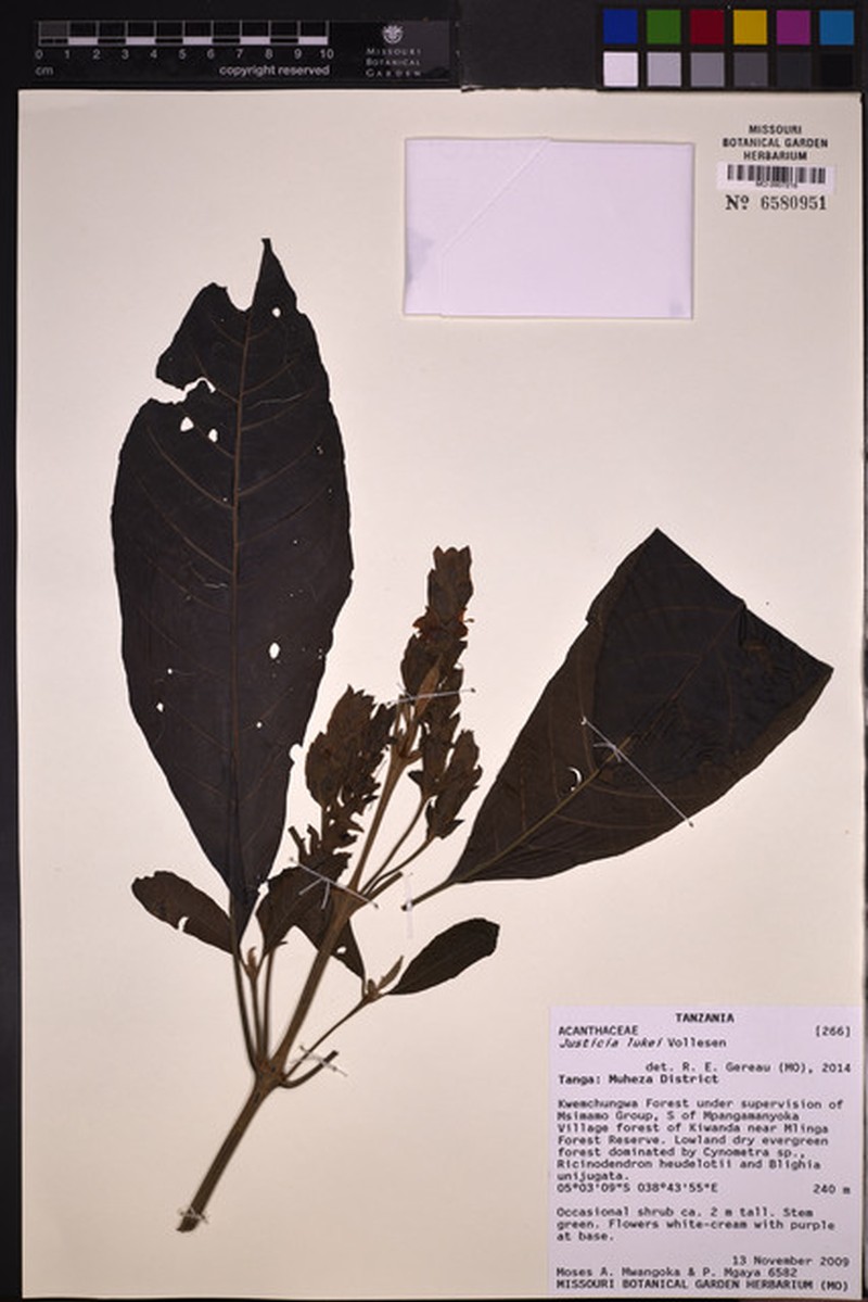 Justicia lukei photo 2