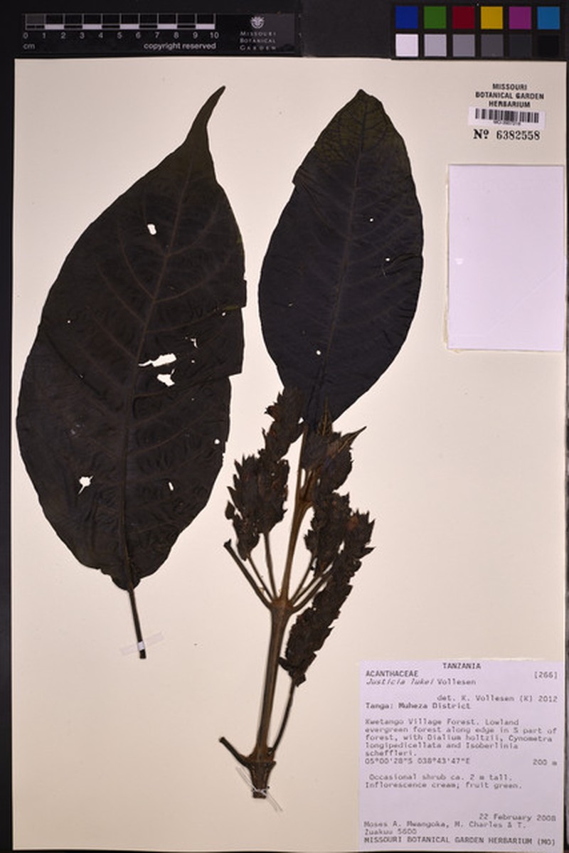 Justicia lukei photo 3