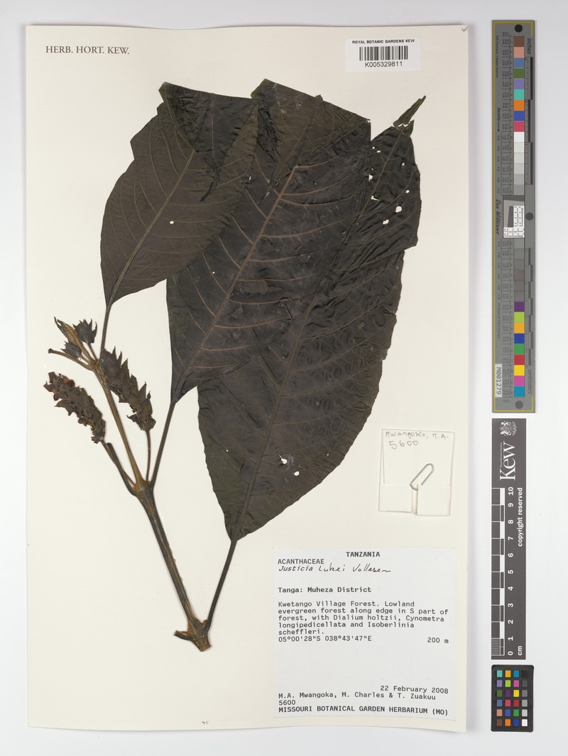Justicia lukei photo 4