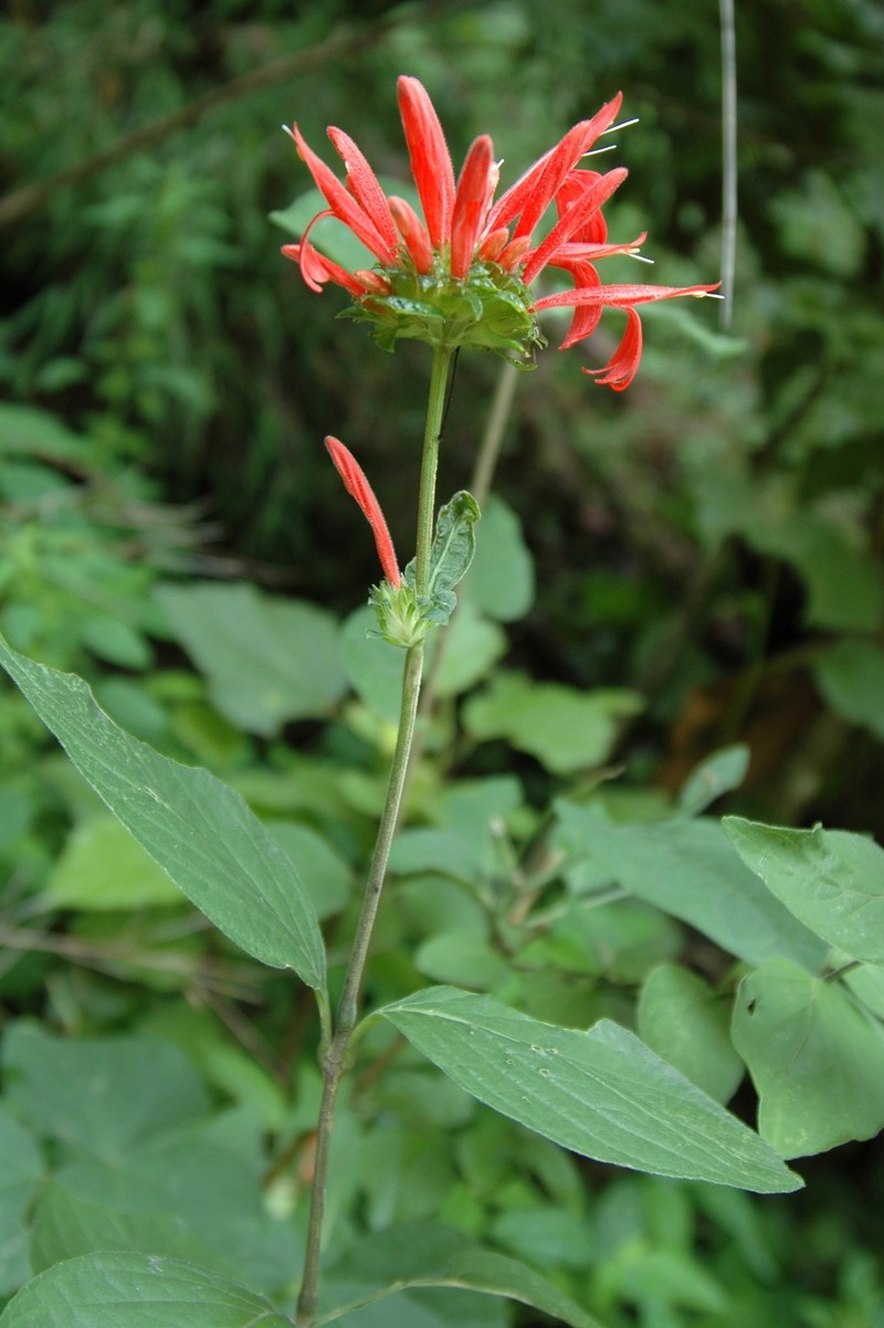 Justicia matudae photo 2