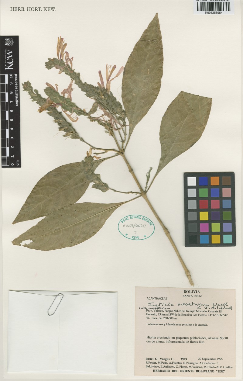 Justicia mesetarum subsp. mesetarum