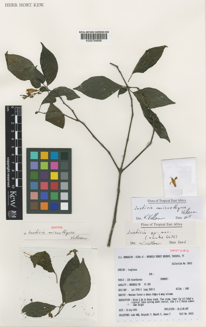 Justicia microthyrsa