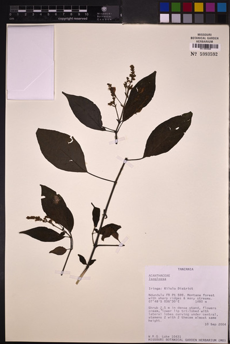 Justicia microthyrsa photo 3