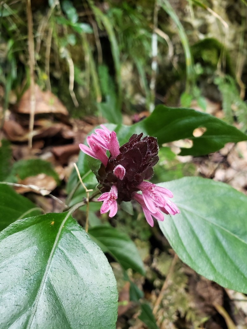 West Indian Water-Willow photo 2
