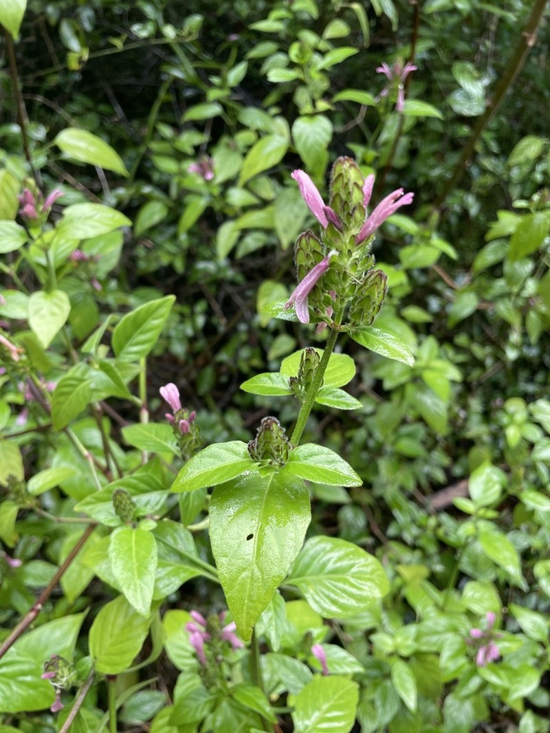 West Indian Water-Willow photo 3