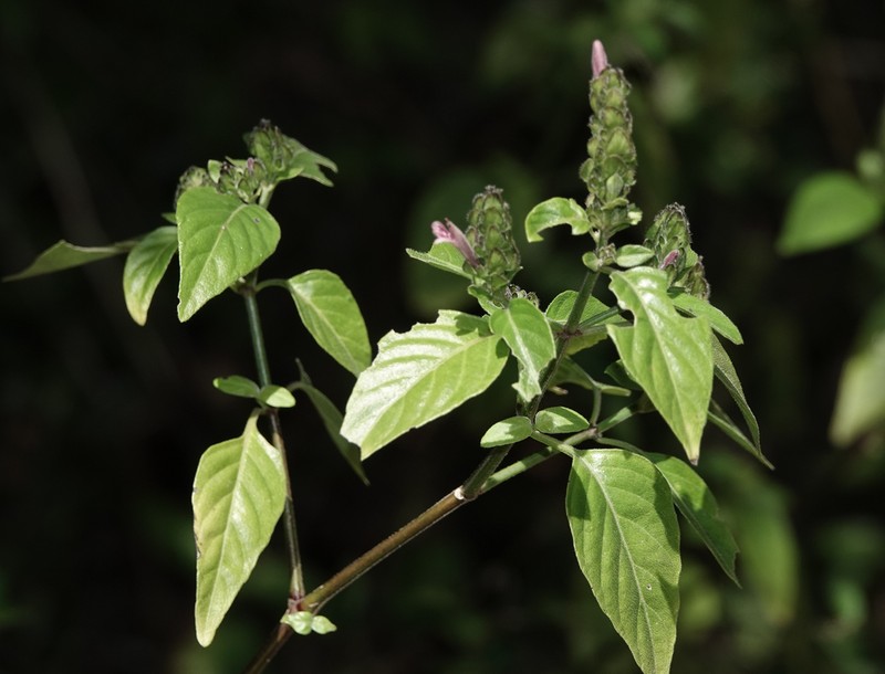 West Indian Water-Willow photo 5