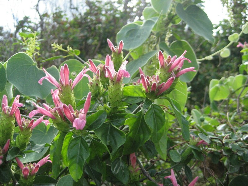 West Indian Water-Willow photo 6