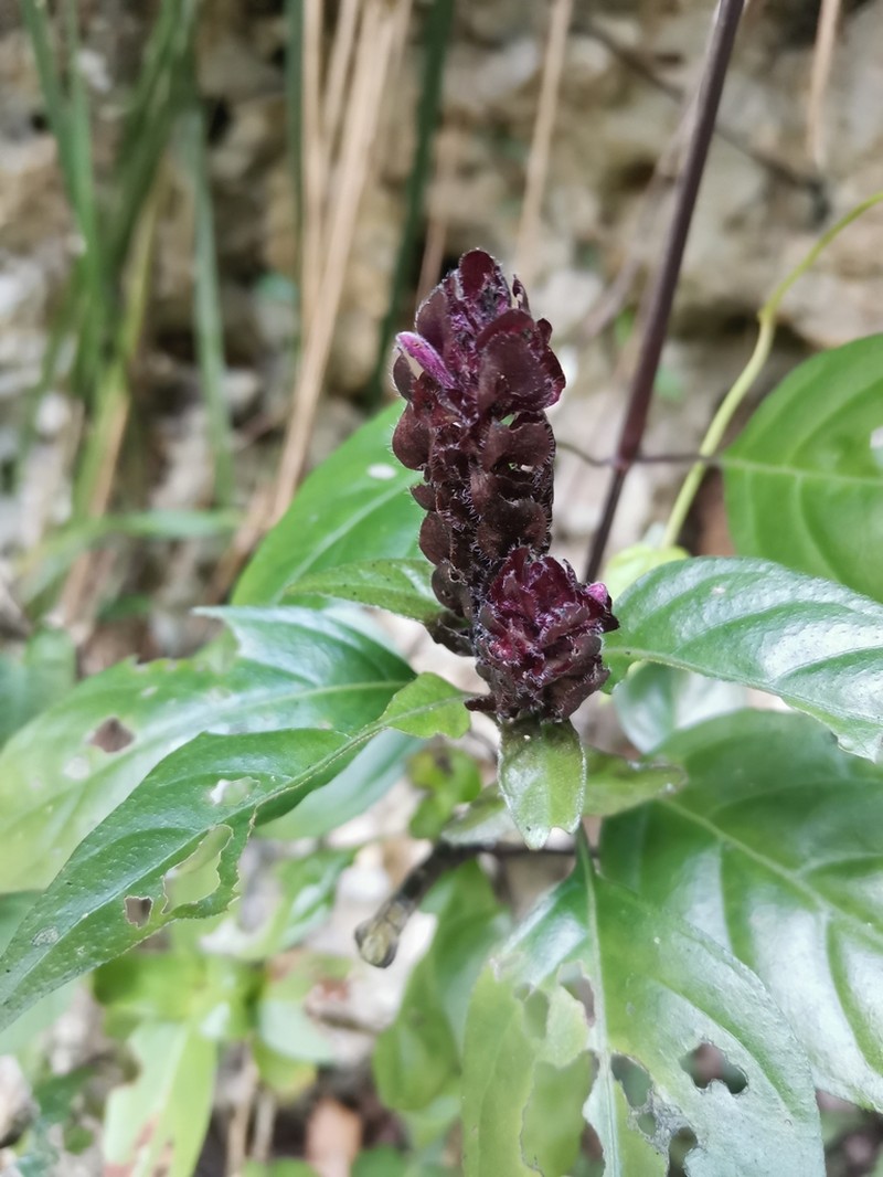 West Indian Water-Willow photo 8