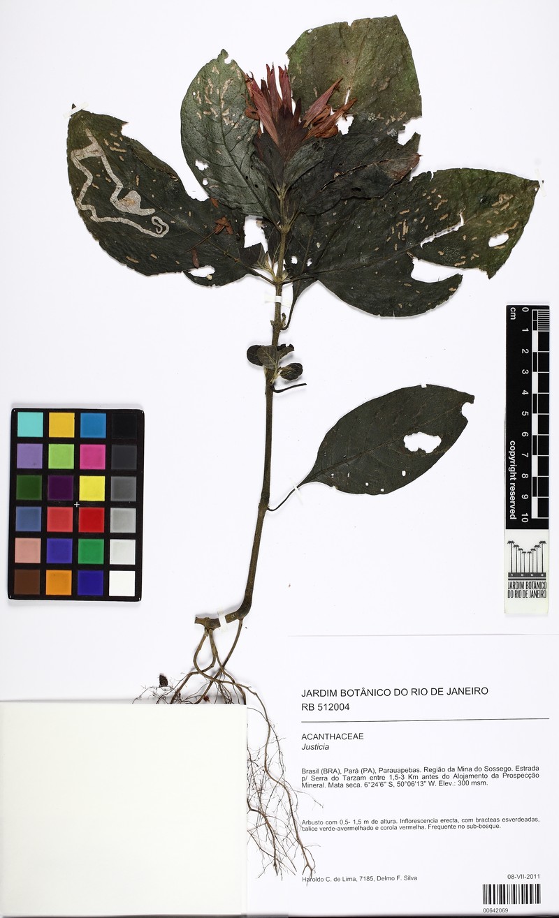 Justicia montealegrensis photo 2