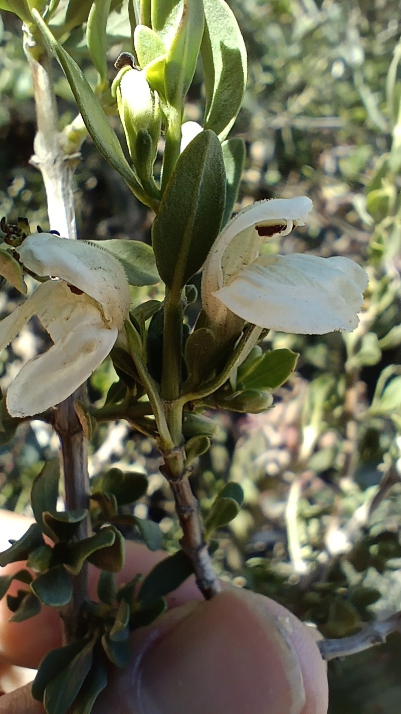 Justicia orchioides subsp. orchioides