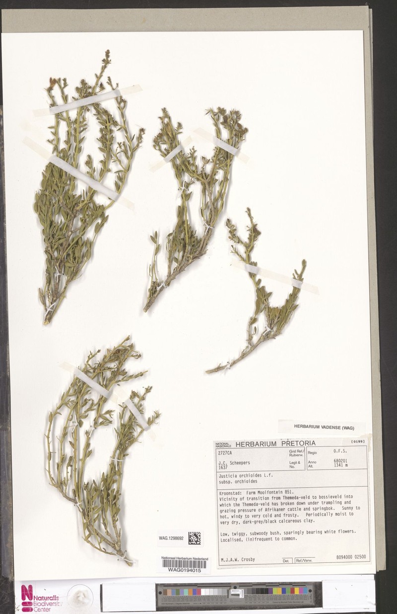 Justicia orchioides subsp. orchioides photo 2