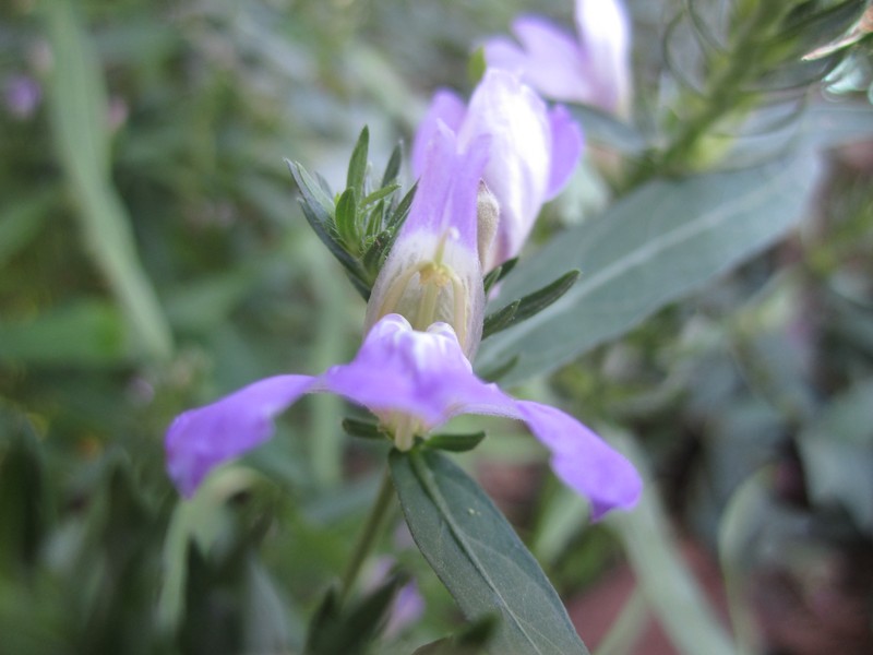 Runyon's Water-Willow