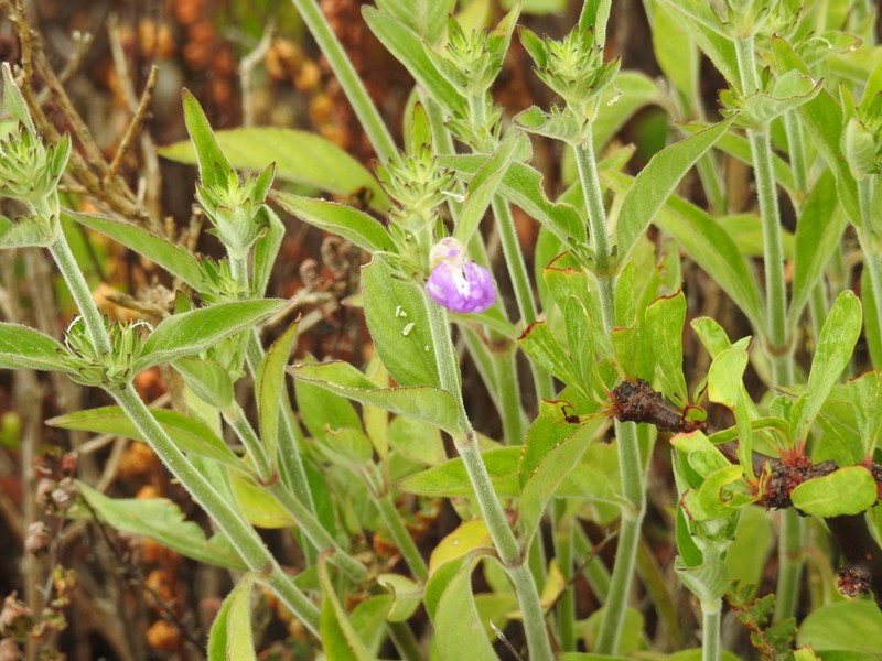 Runyon's Water-Willow photo 4