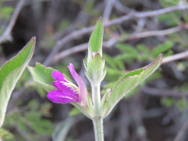 Runyon's Water-Willow photo 5