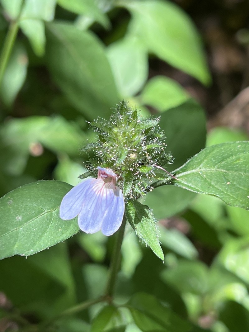 Justicia petiolaris subsp. petiolaris