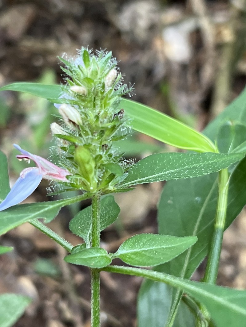 Justicia petiolaris subsp. petiolaris photo 4