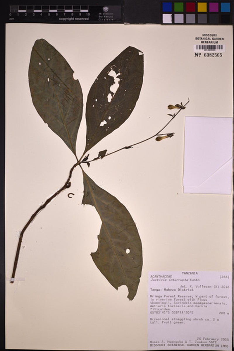 Justicia plectranthoides
