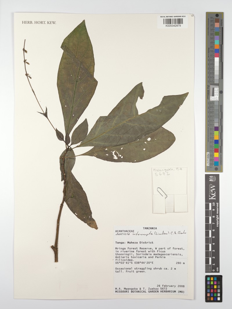 Justicia plectranthoides photo 2
