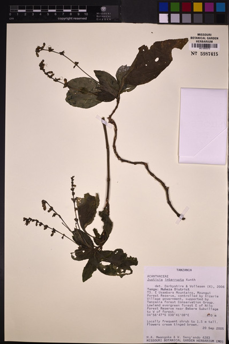 Justicia plectranthoides photo 3
