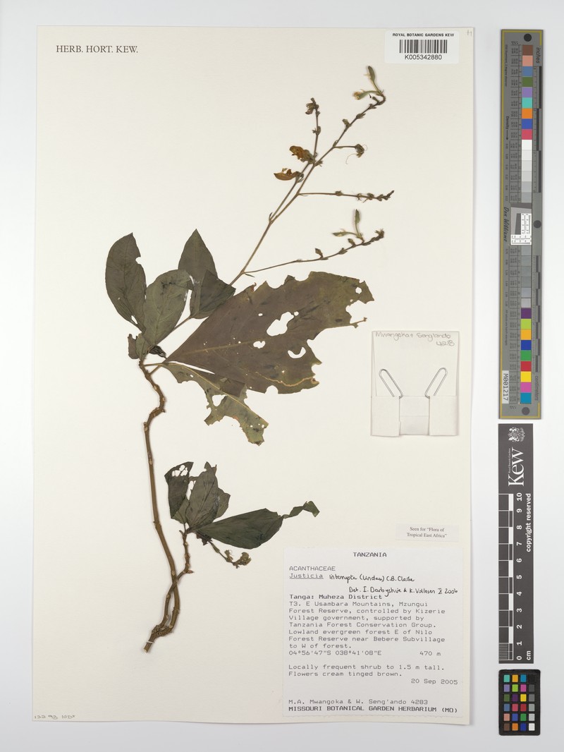 Justicia plectranthoides photo 4