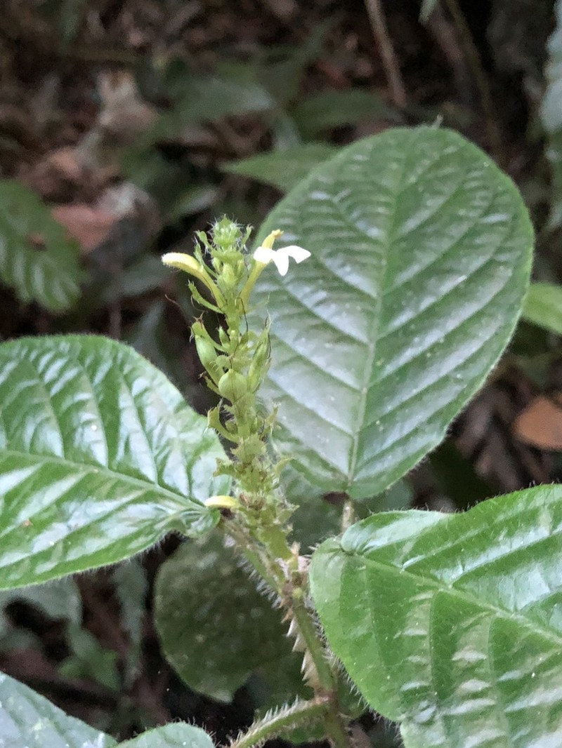 Justicia reniformis