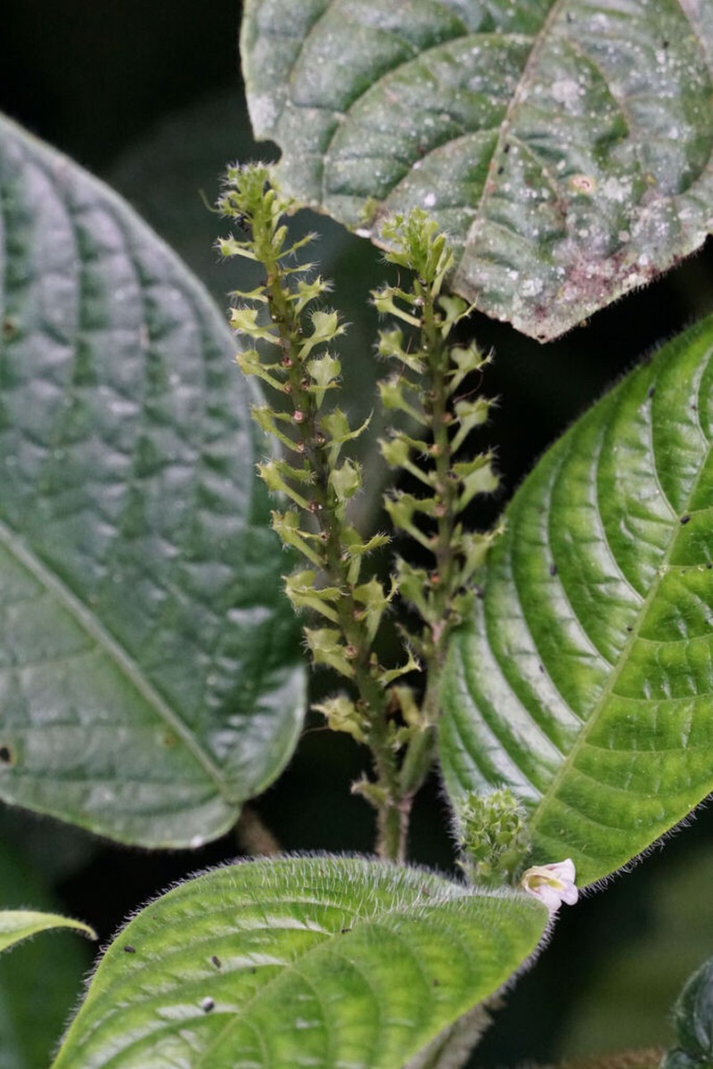 Justicia reniformis photo 2