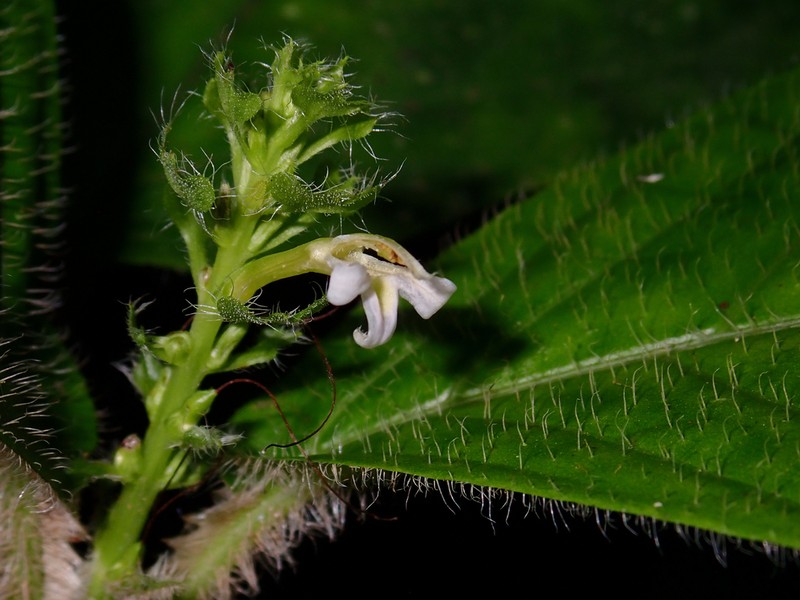 Justicia reniformis photo 3