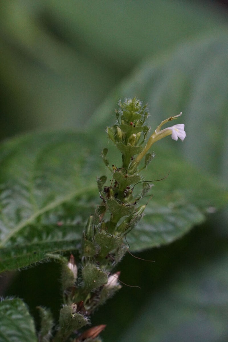 Justicia reniformis photo 4