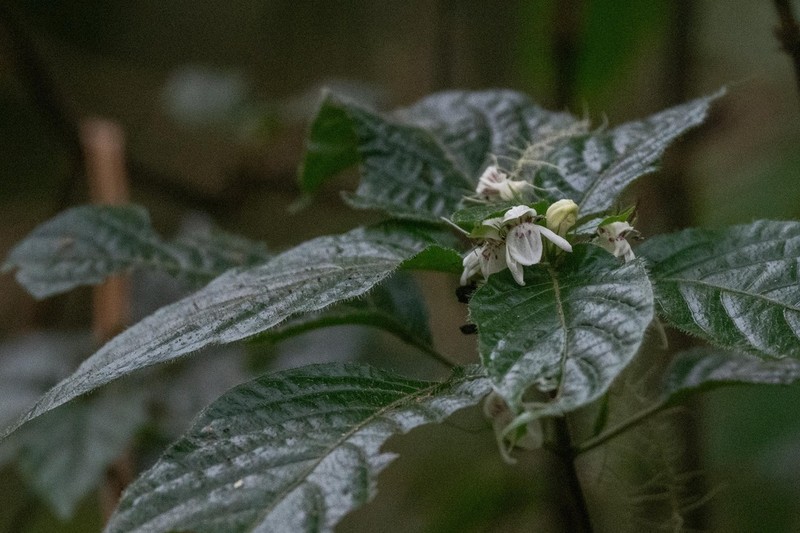 Justicia rodgersii photo 2