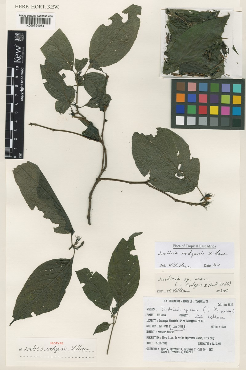 Justicia rodgersii photo 6