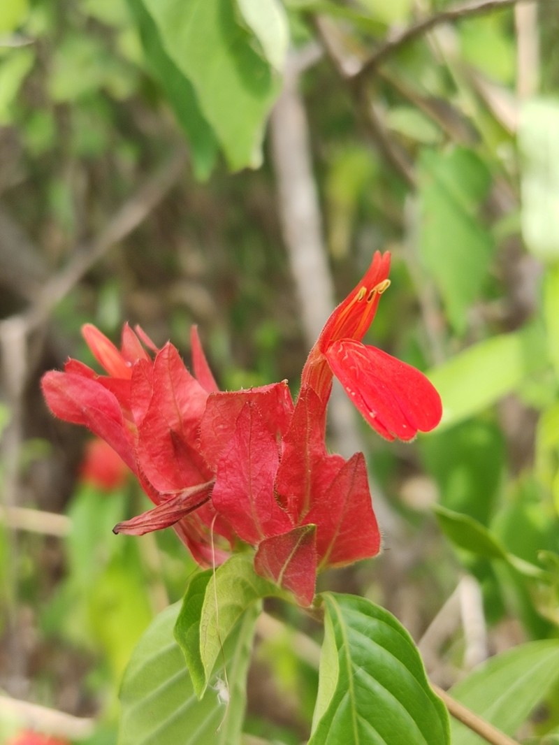 Justicia rubrobracteata
