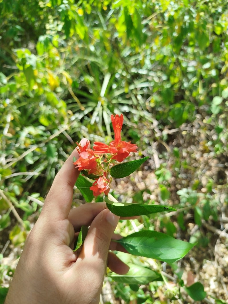 Justicia rubrobracteata photo 2