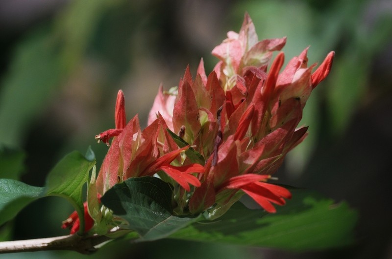 Justicia rubrobracteata photo 3