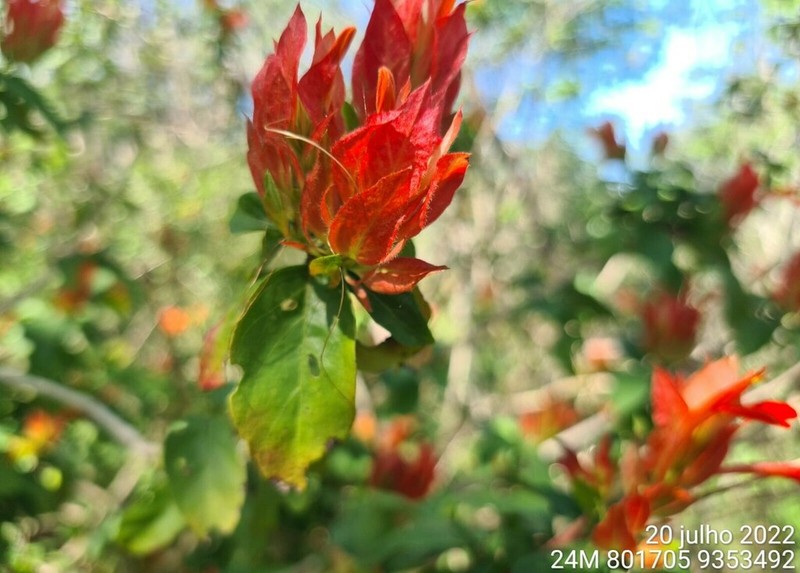 Justicia rubrobracteata photo 4