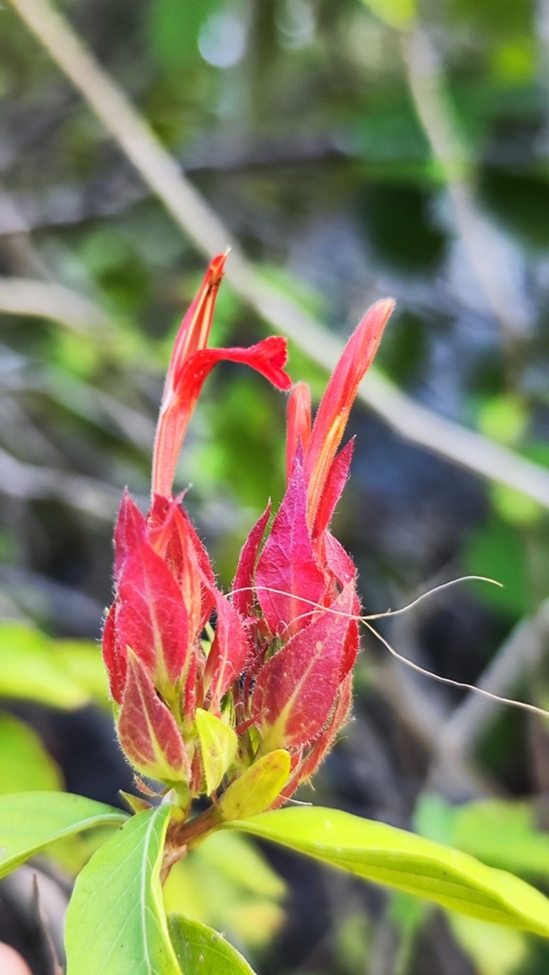 Justicia rubrobracteata photo 5