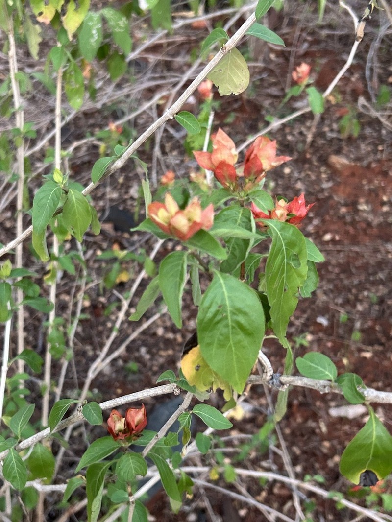 Justicia rubrobracteata photo 7