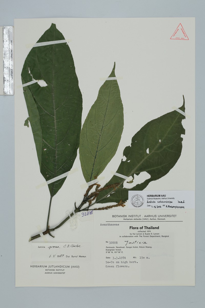 Justicia saksuwaniae