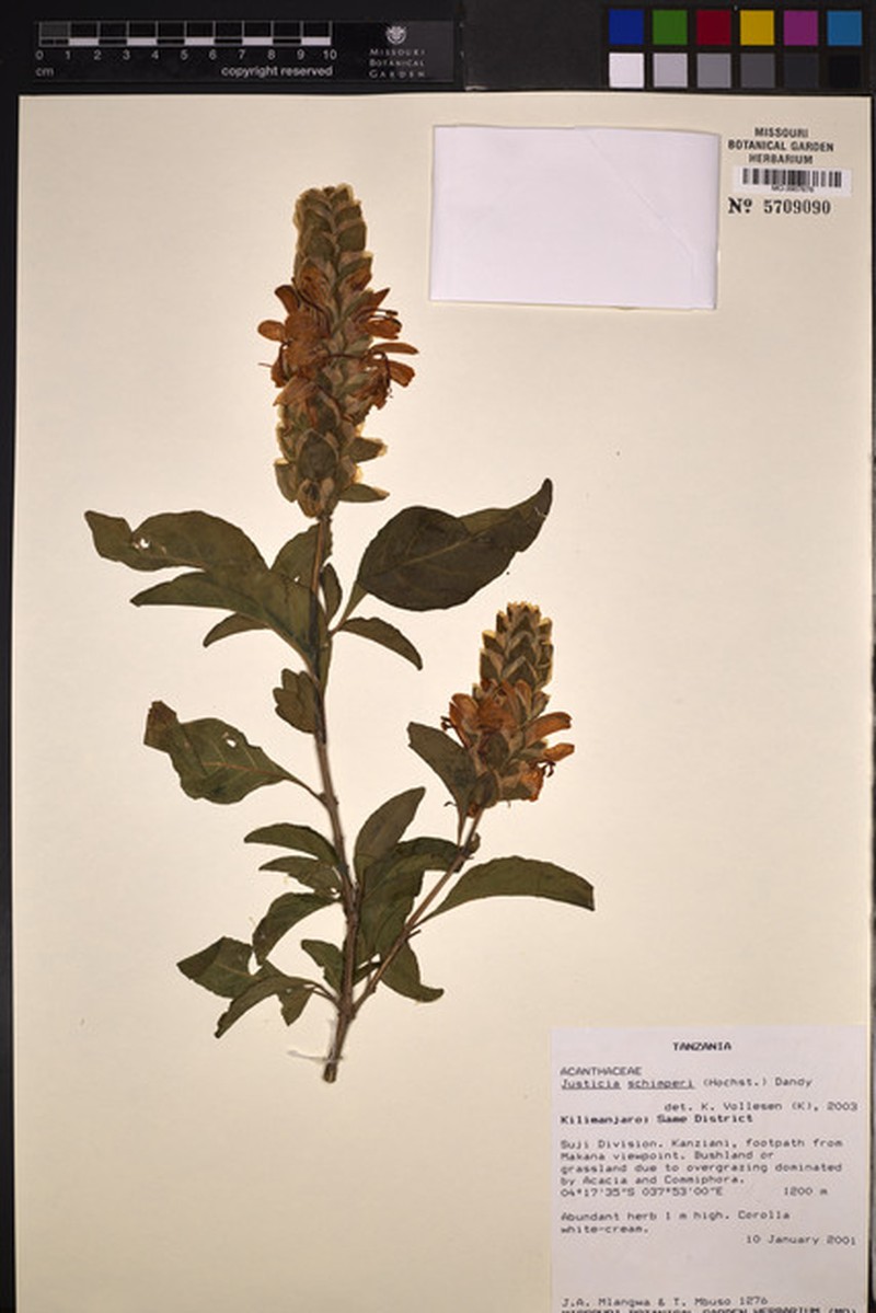 Justicia schimperiana subsp. campestris