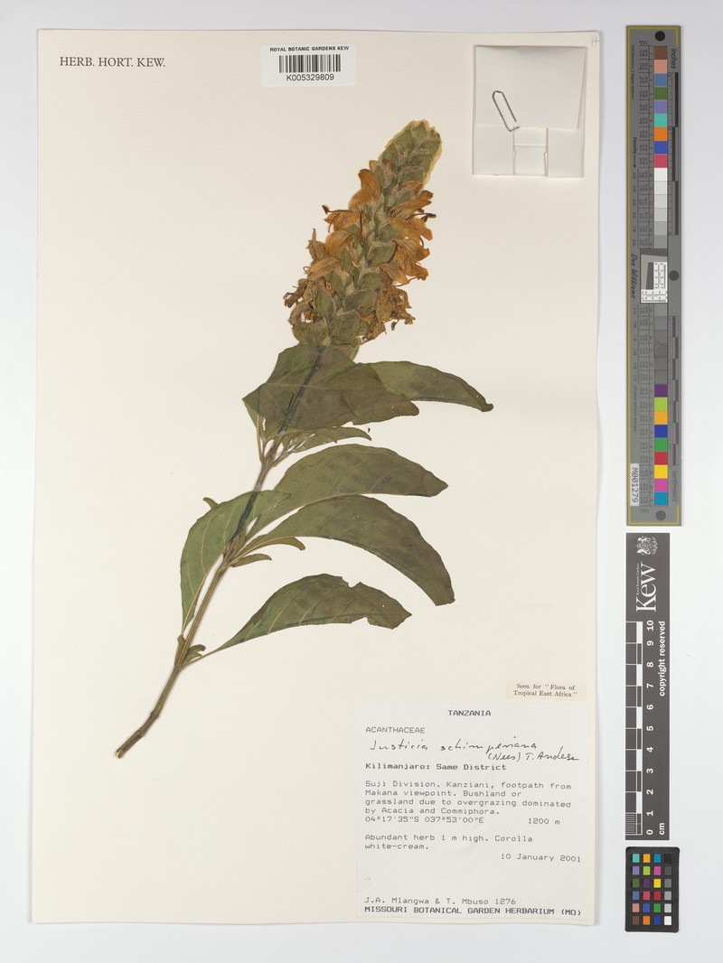 Justicia schimperiana subsp. campestris photo 2