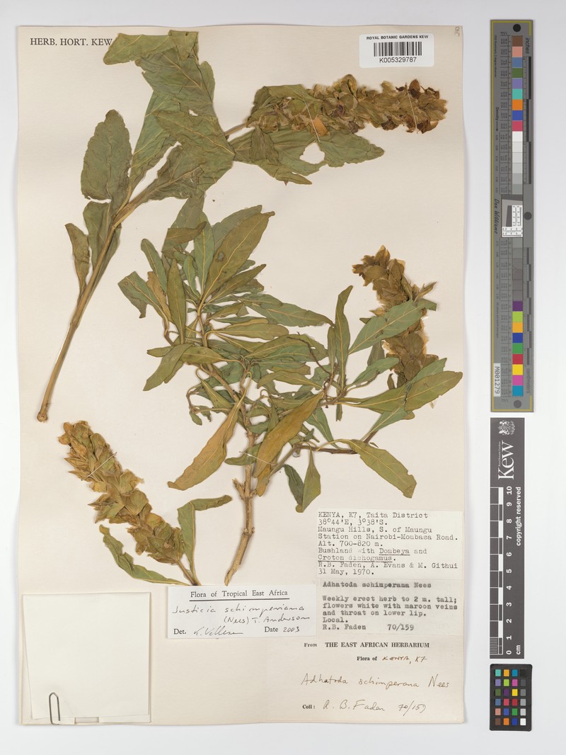 Justicia schimperiana subsp. campestris photo 3