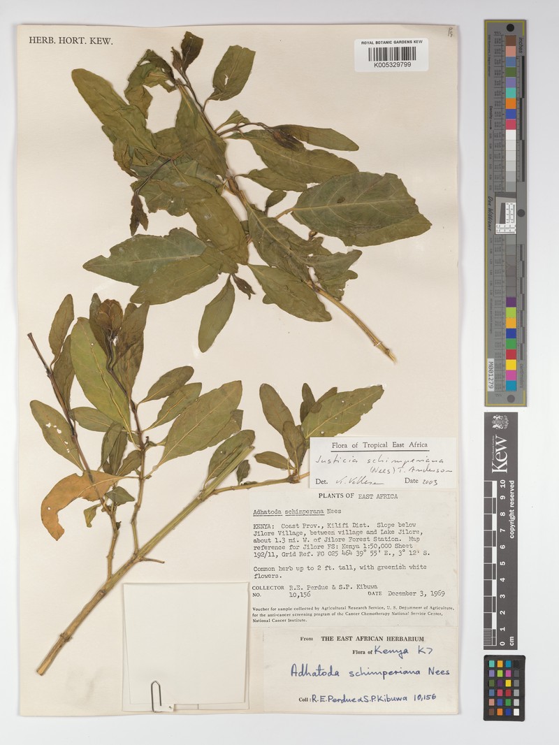 Justicia schimperiana subsp. campestris photo 4