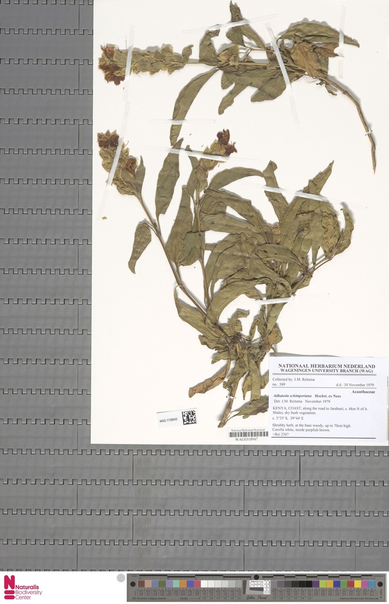 Justicia schimperiana subsp. schimperiana