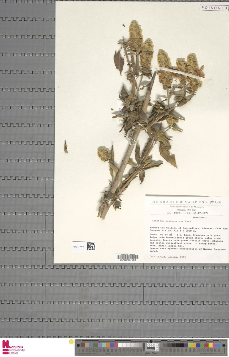 Justicia schimperiana subsp. schimperiana photo 2