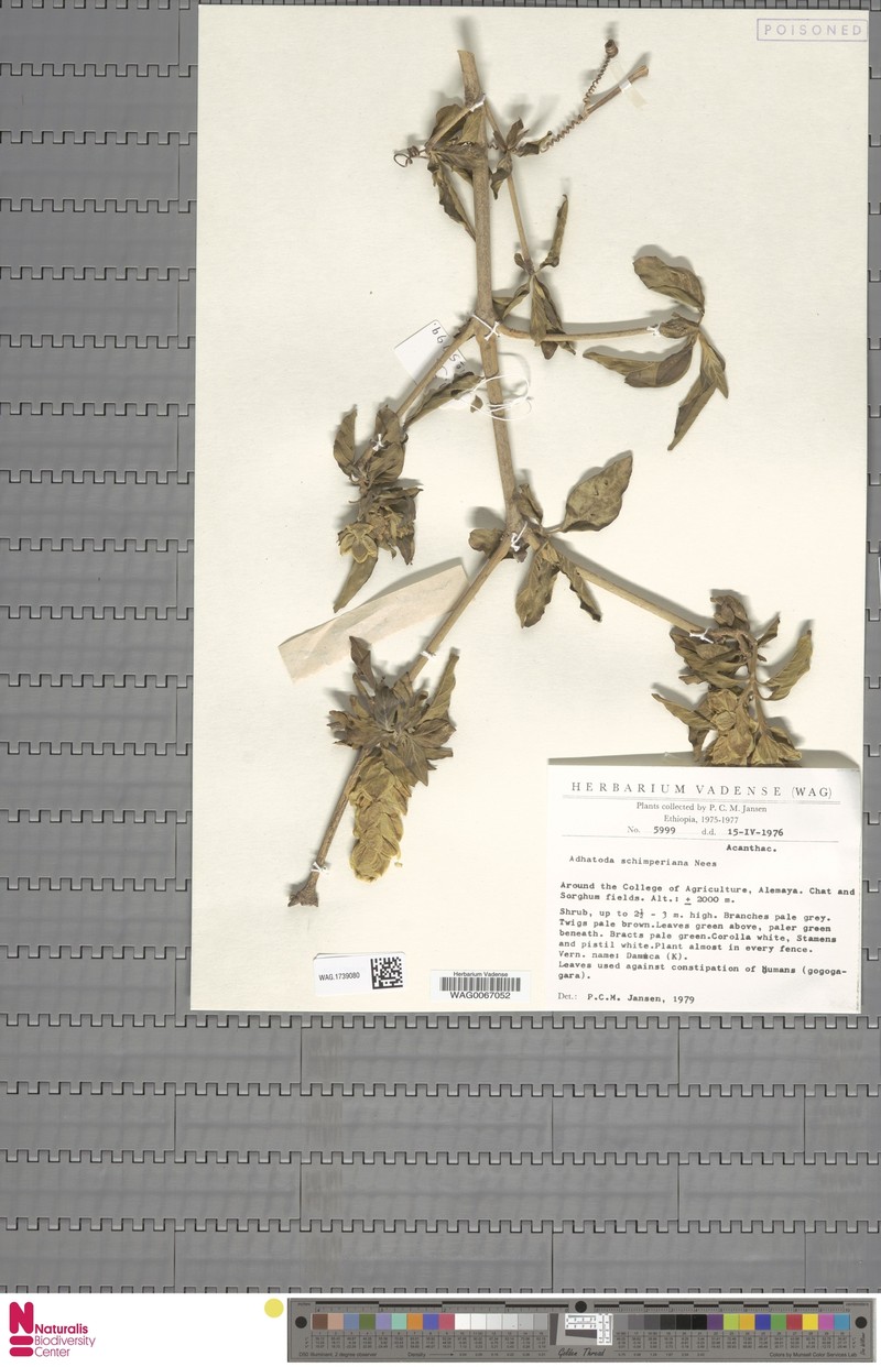 Justicia schimperiana subsp. schimperiana photo 3